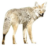 Coyote