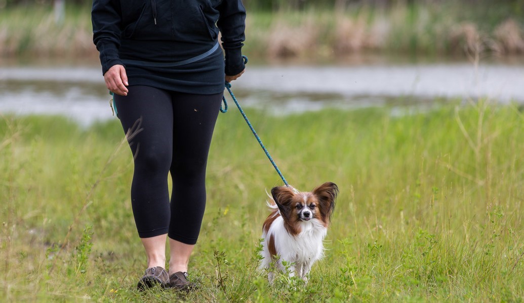 Dog leash guidelines