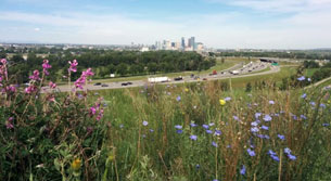 image of vetch and blue flax